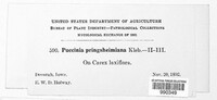 Puccinia caricina image